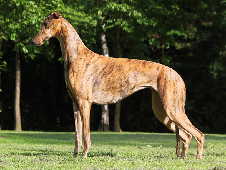 Our Greyhounds – Ina's Fashion Greyhounds